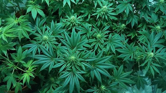 plantação de maconha