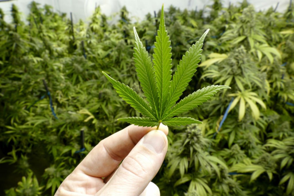 folha de maconha breeding