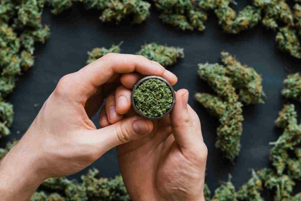 thc e cbd cannabis