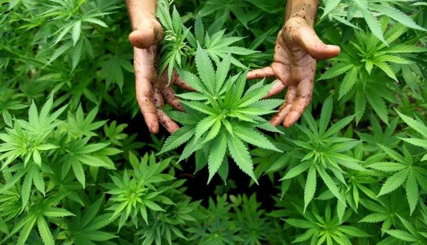 maconha habeas corpus cultivo