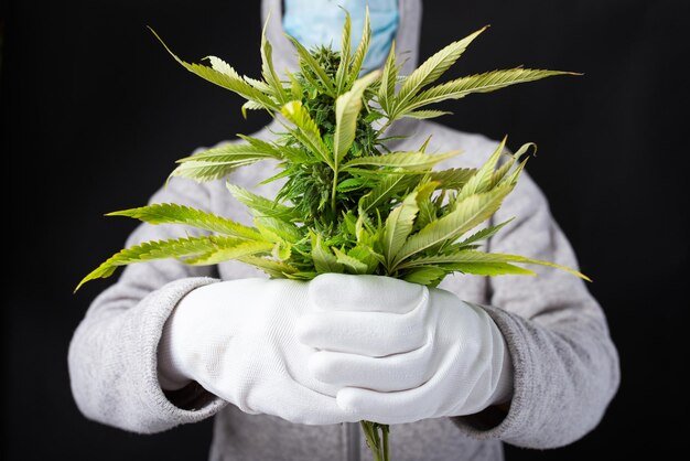cannabis hibrida sementes