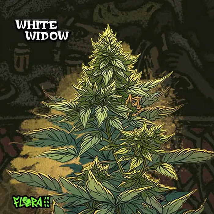 white widow