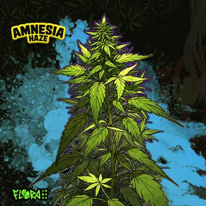 amnesia haze