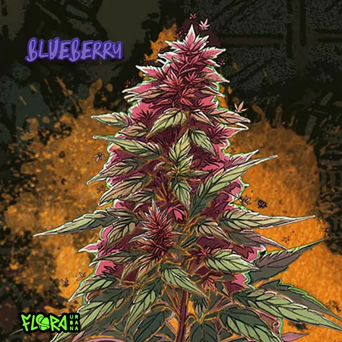 Blueberry
