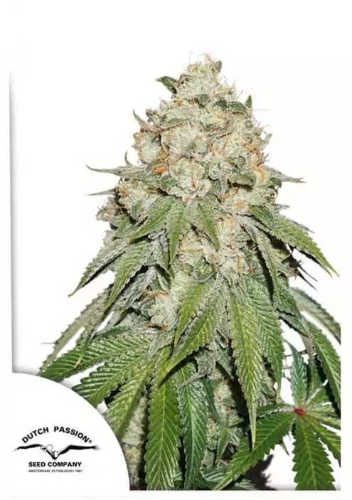 banana blaze