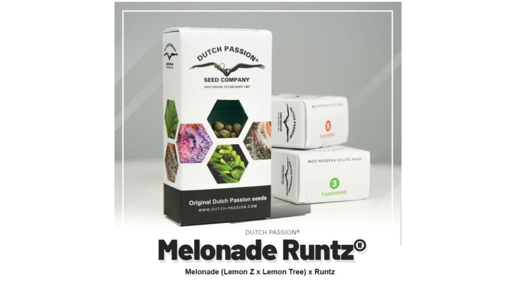 melonade runtz