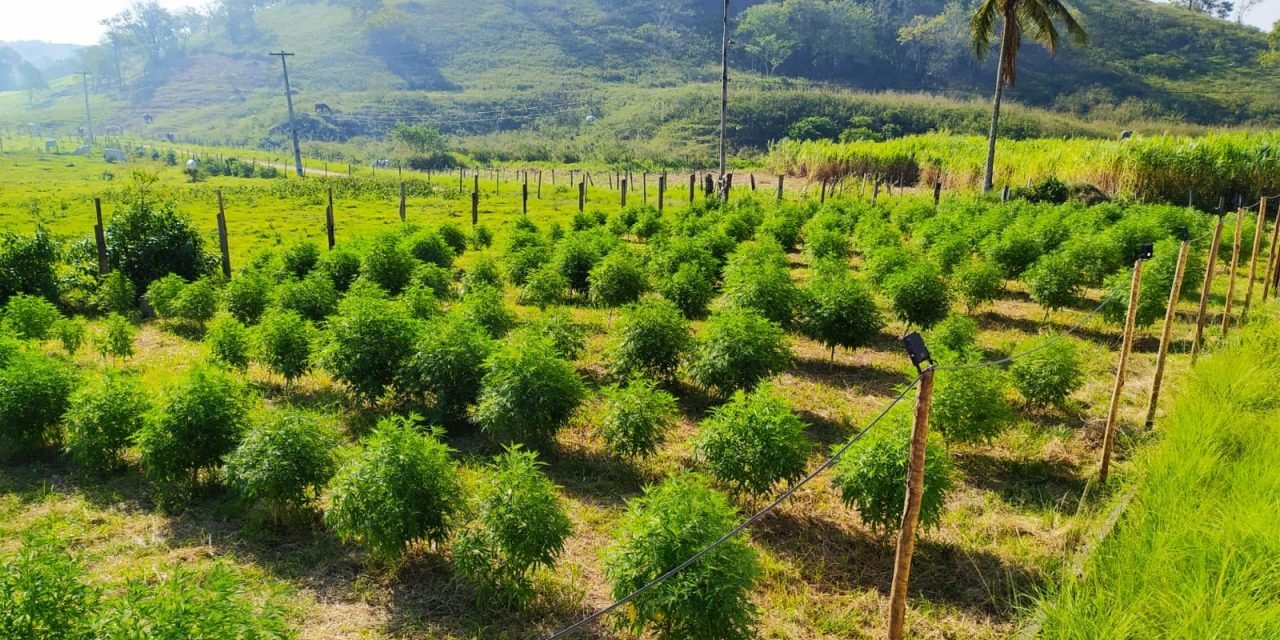 abrario cannabis medicinal