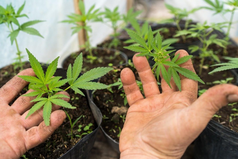 planta cannabis autocultivo pl 399