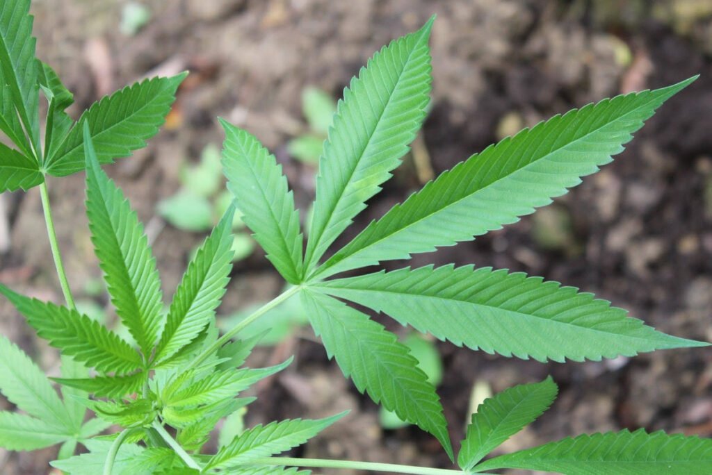 cannabis sativa